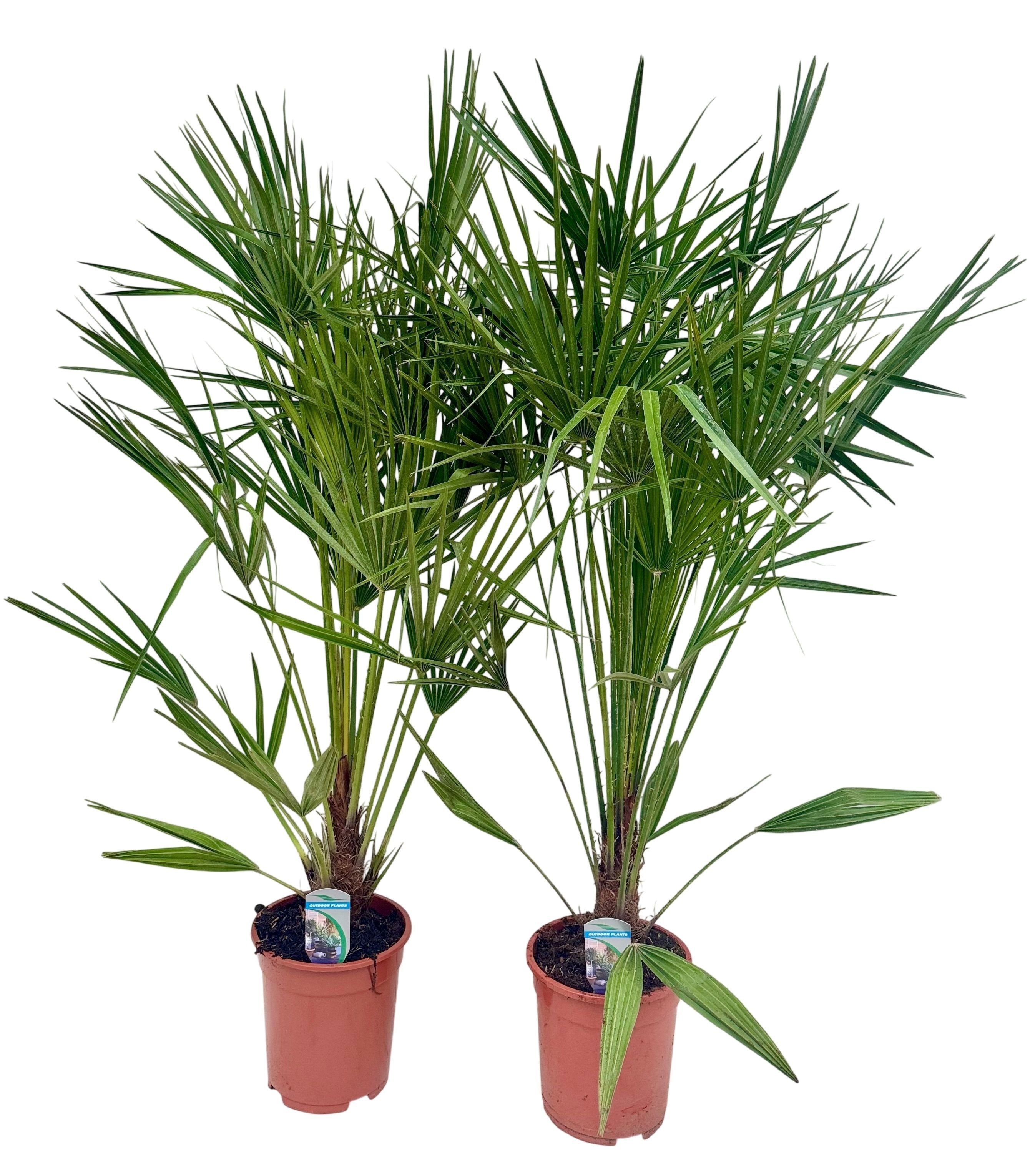 Chamaerops humilis P21, D 21