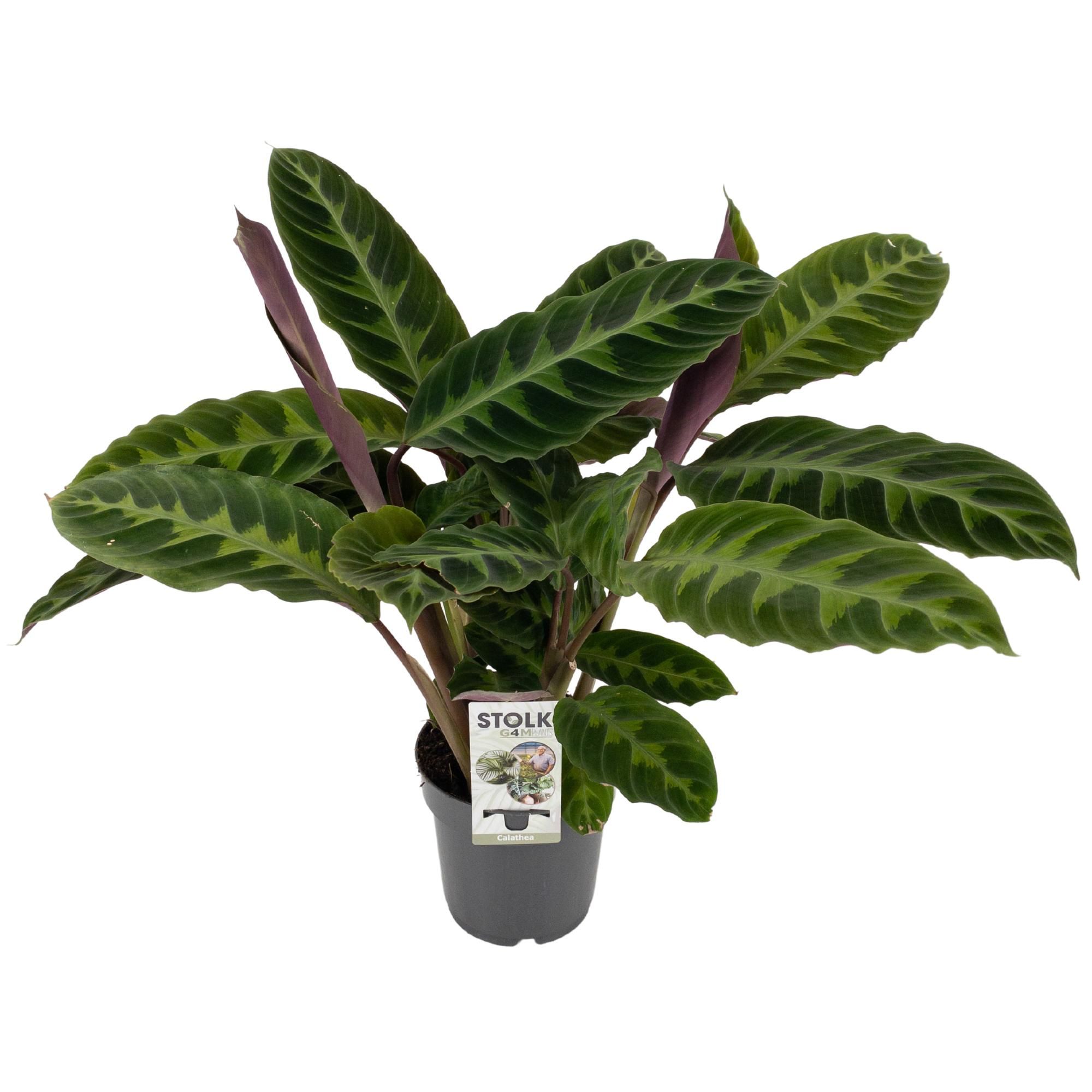 Calathea 14cm 'Warscewiczii', D 14