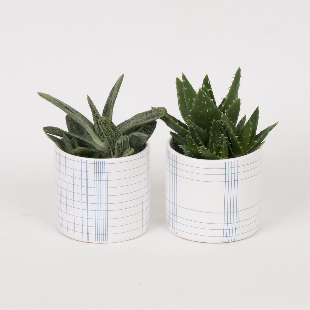 Kitchen with Succulent mix, D 9