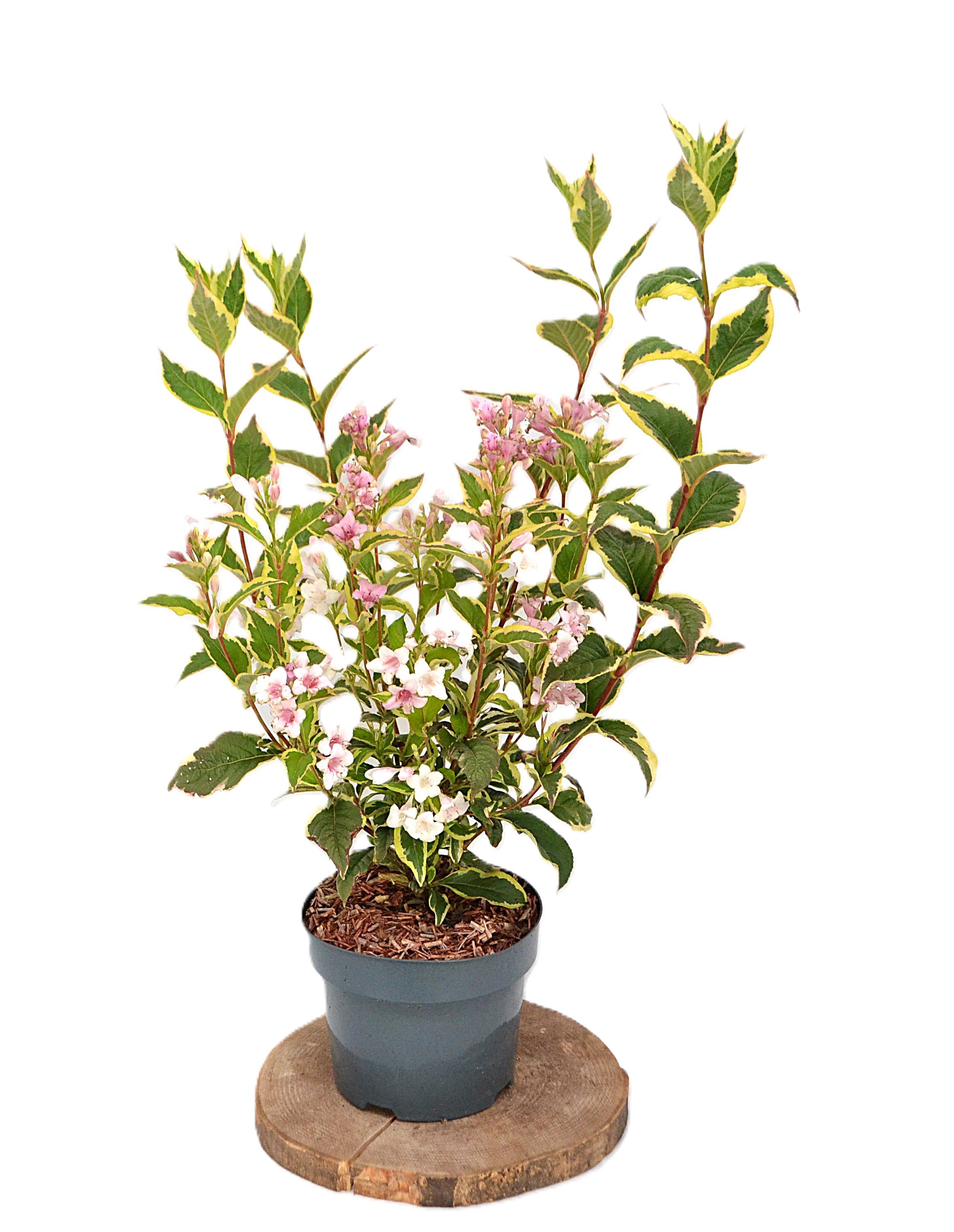 Weigela florida Nana Variegata C3, D 19