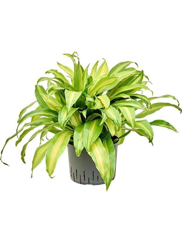 Dracaena deremensis 'Bronze', D 25