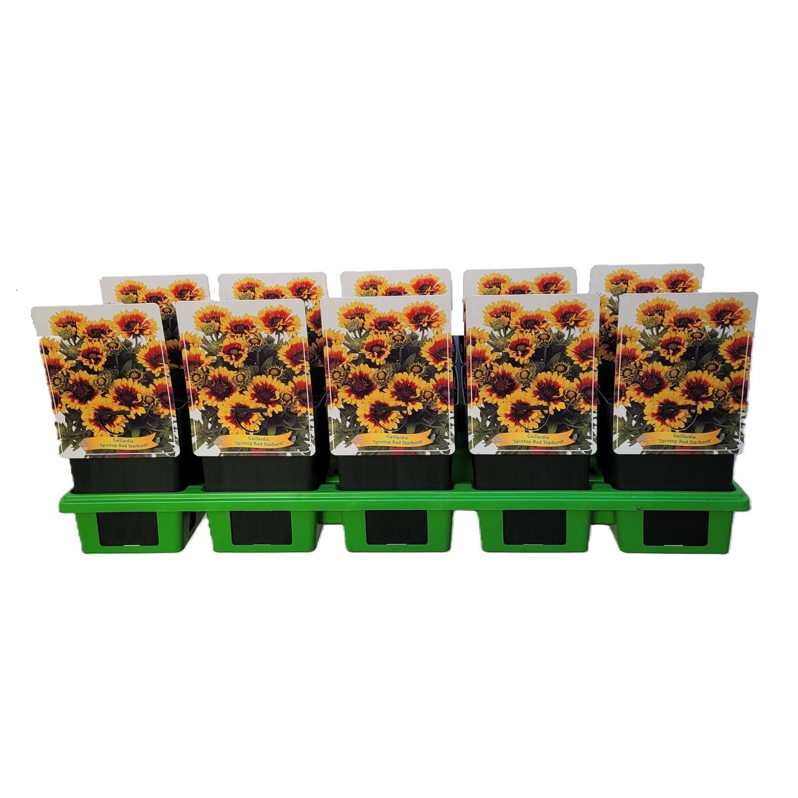 Gaillardia 'Spintop Red Starburst' P11, D 11 cm