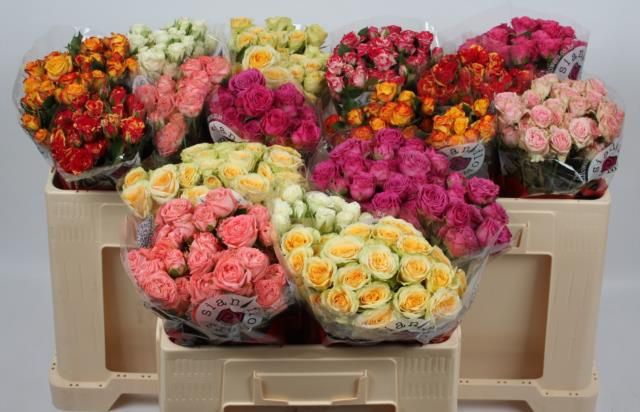 Роза куст. Микс в баке 50, шт.