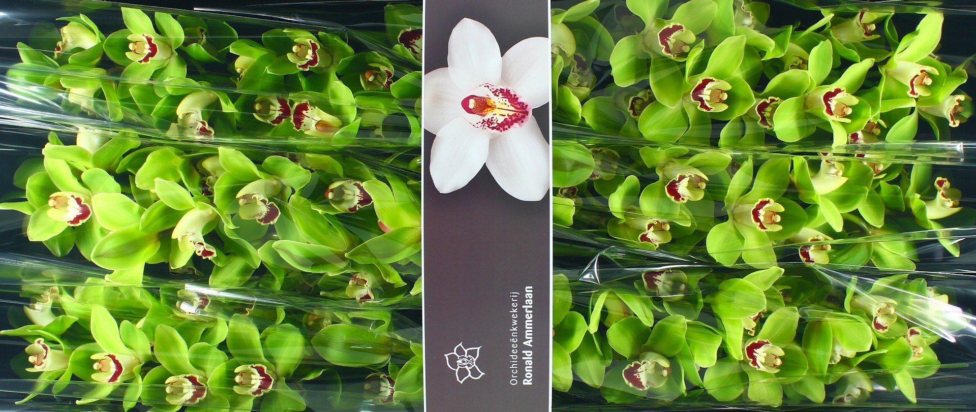 Цимбидиум ХМС Палермо x6 80, шт.