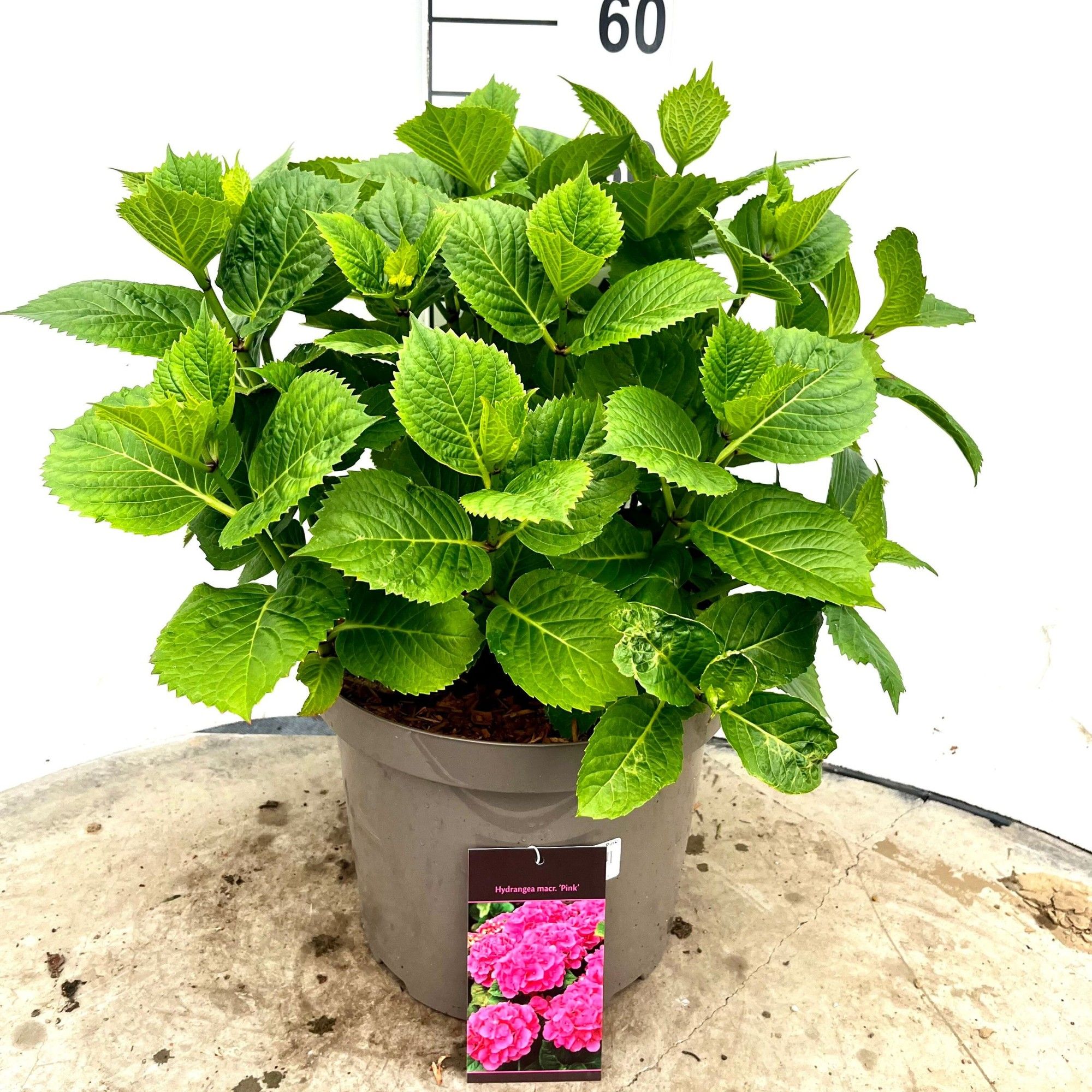 599 VPK : Pot 29 cm HYDRANGEA MACROPHYLLA PINK, D 29