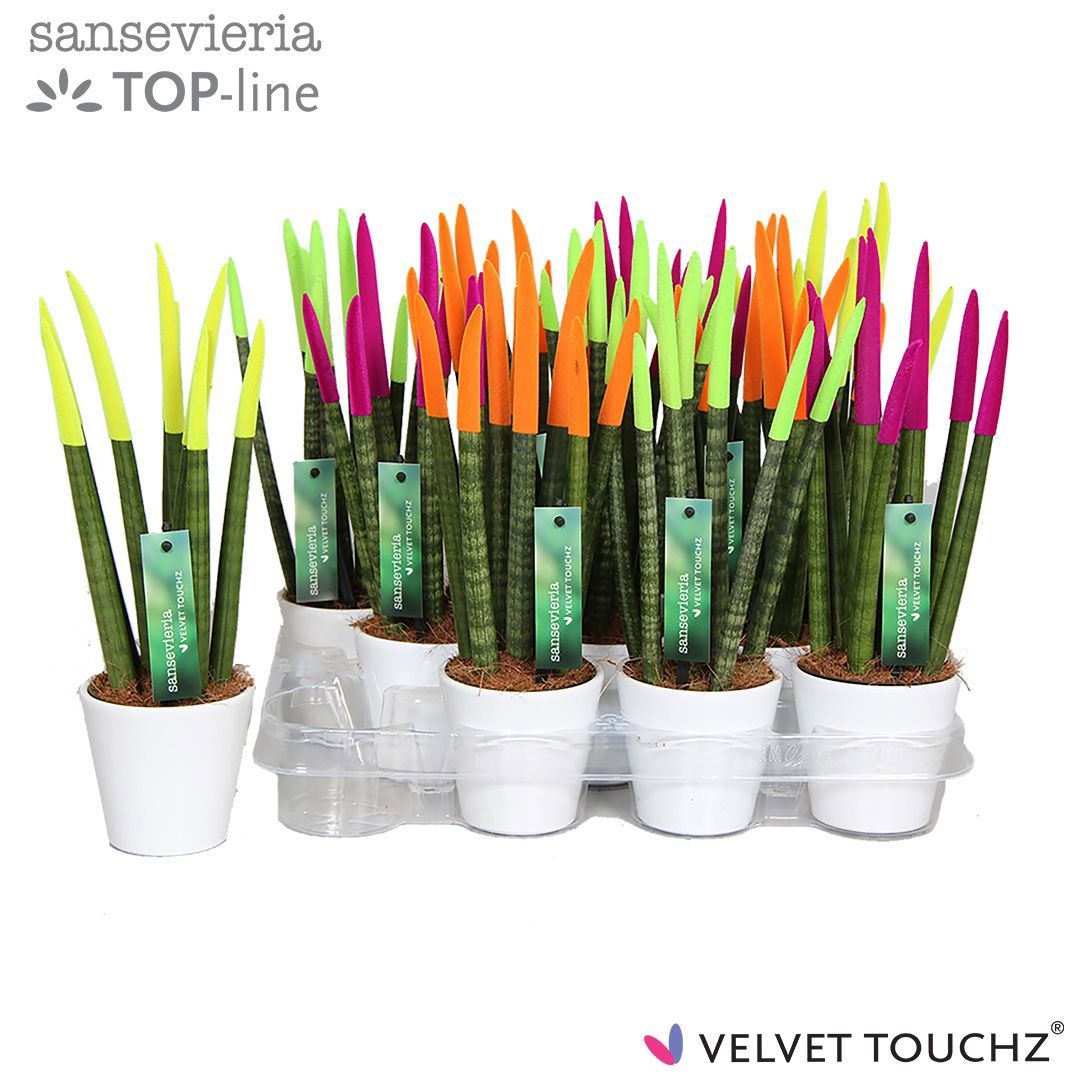 Sansevieria VELVET TOUCHZ® Neon mix in keramiek R'dam Wit, D 8,5