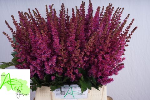 Астильба Мэгги Дейли 50, шт.