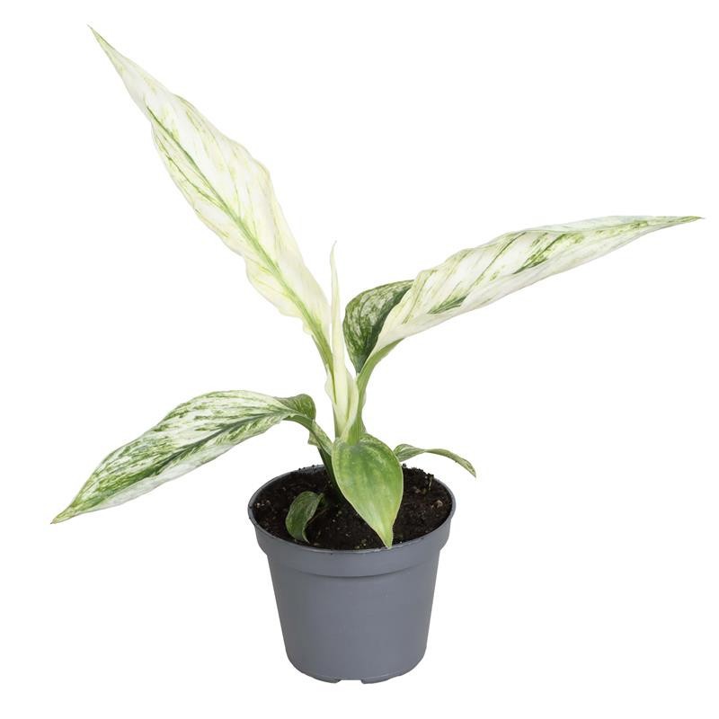 SPATHIPHYLLUM WALLISII 'SENSATION', D 6 cm