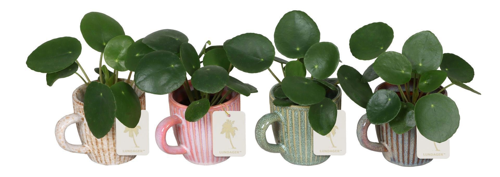 L 67189 With Pilea Peperomides 6 cm, D 6