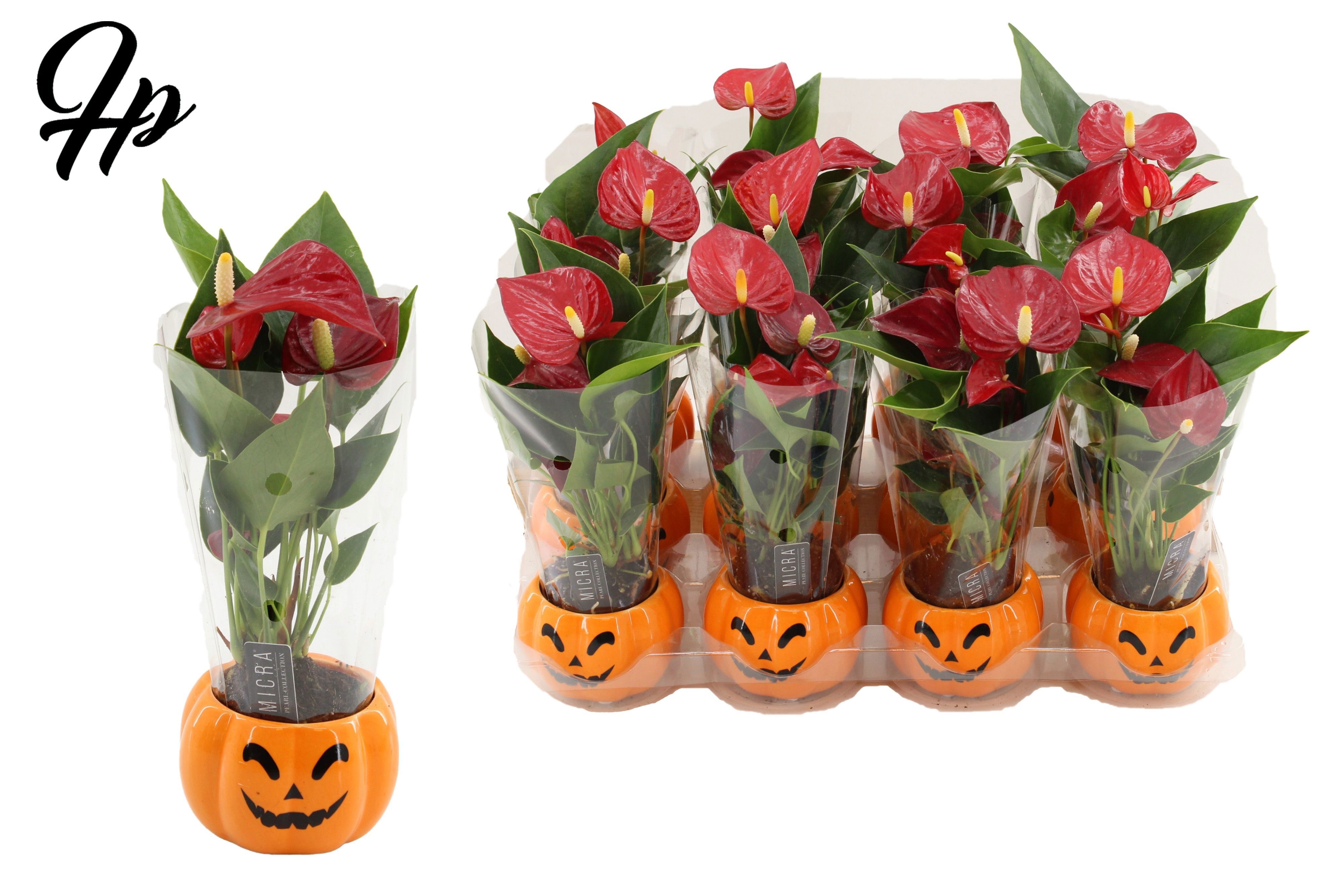 Anthurium 6 cm Micra in Pumpkin ceramics, D 6 cm