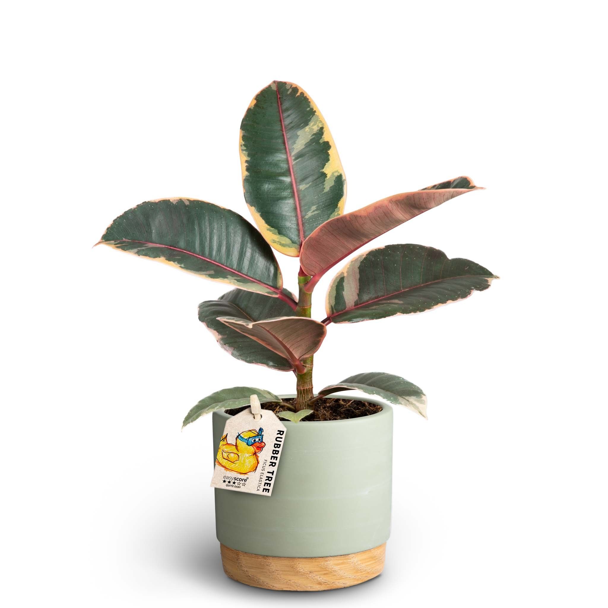 Woodbase Green, Ficus elastica ´Belize´, D 10 cm