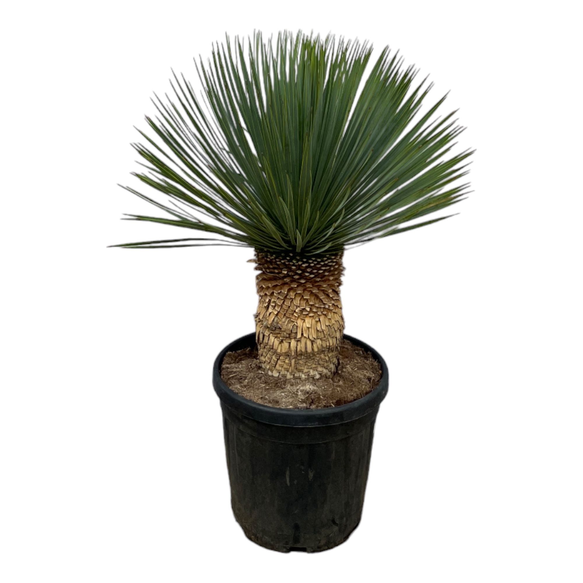 Yucca Rostrata - 100cm, D 38