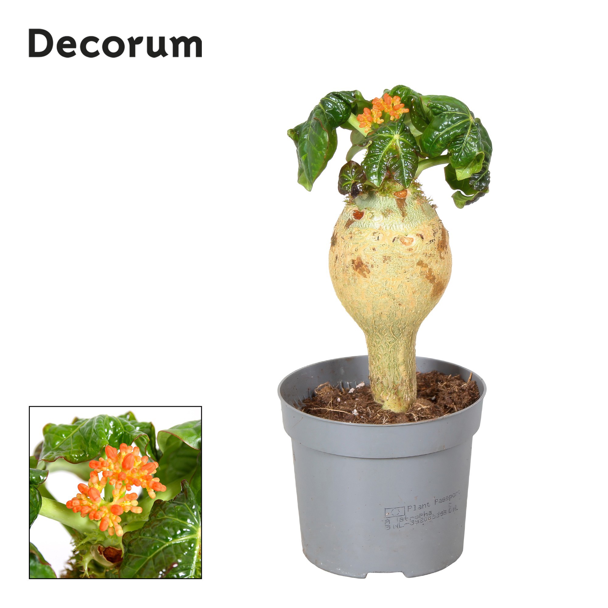 Jatropha Podagrica Oranje Decorum, D 13 cm Jatropha Podagrica Oranje Decorum, D 13 cm