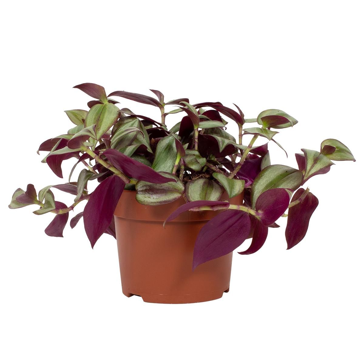 Tradescantia zebrina 'Violet Hill', D 12
