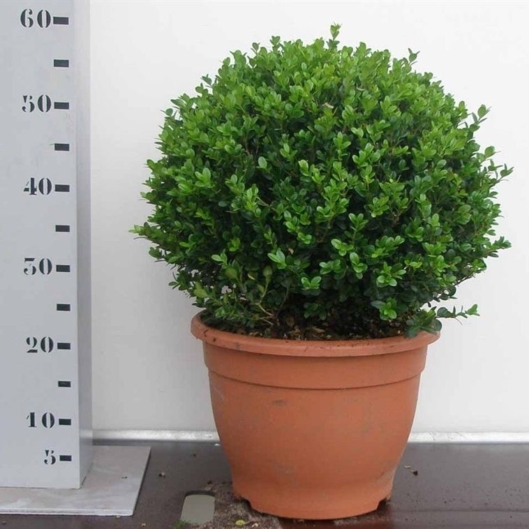 Buxus microphylla 'Faulkner' 45cm bol, D 35