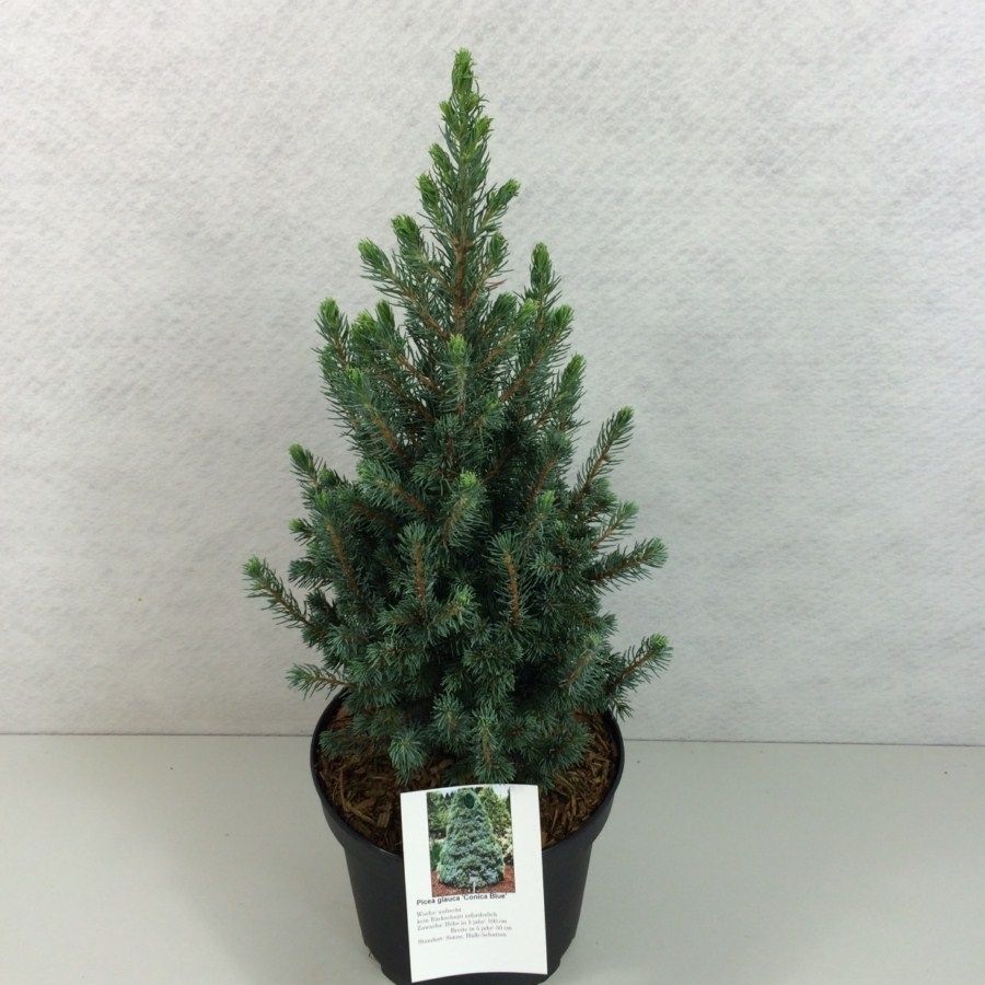 Picea glauca 'Conica Blue', D 19