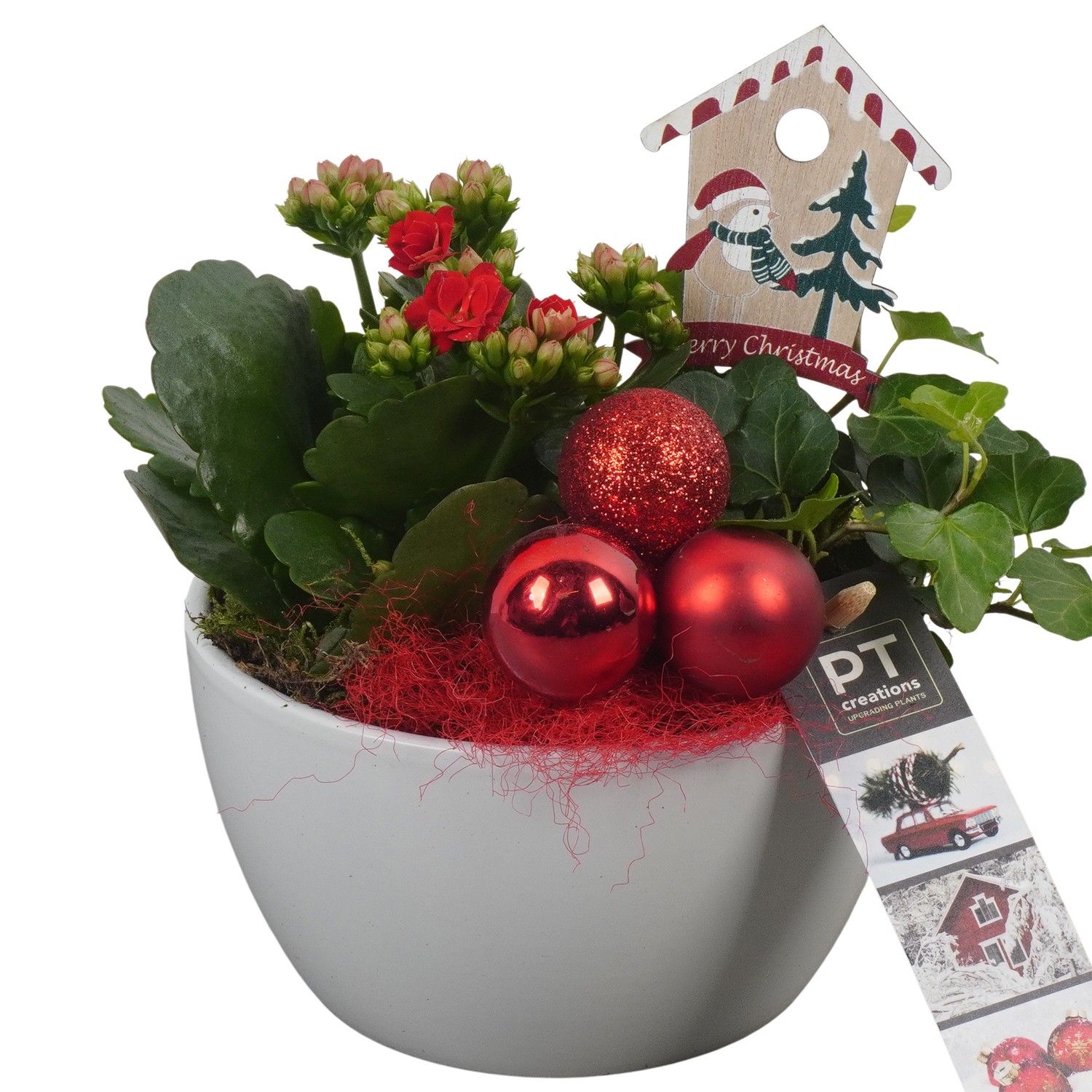 PTCHR7243 Arrangement Christmas Red in keramiek schaal, D 14 cm