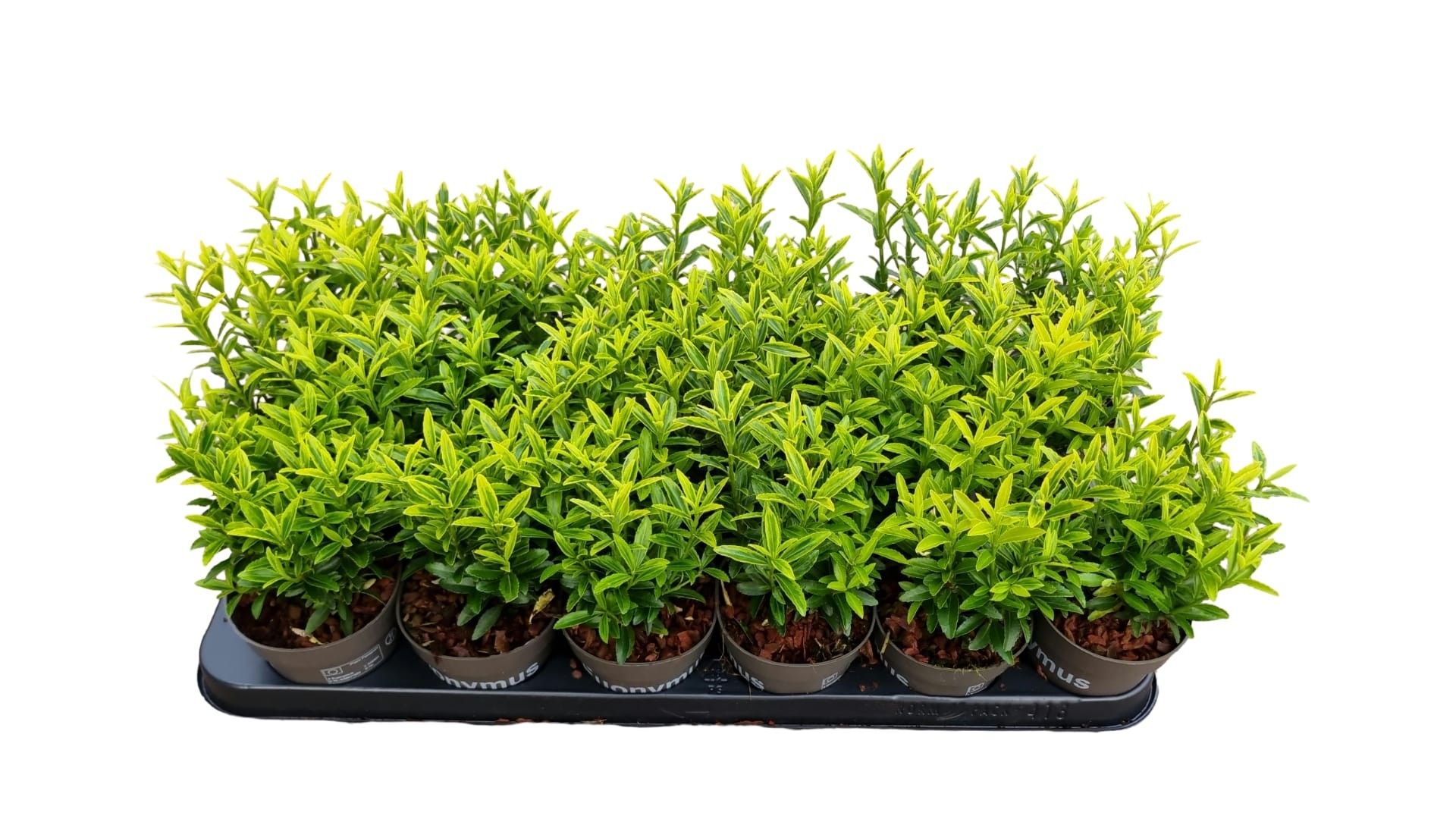 Euonymu jap. 'Microphyllus Aureovariegatus', D 9