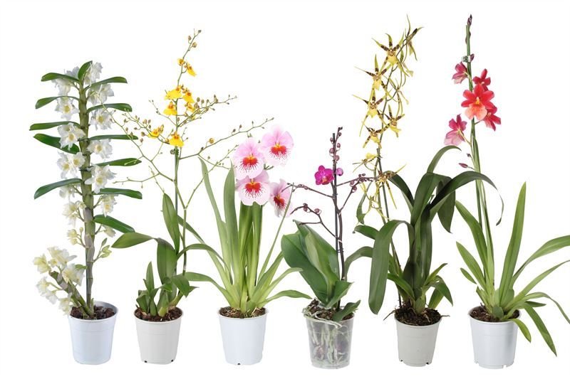 Orchideeen mix 1T, D 12
