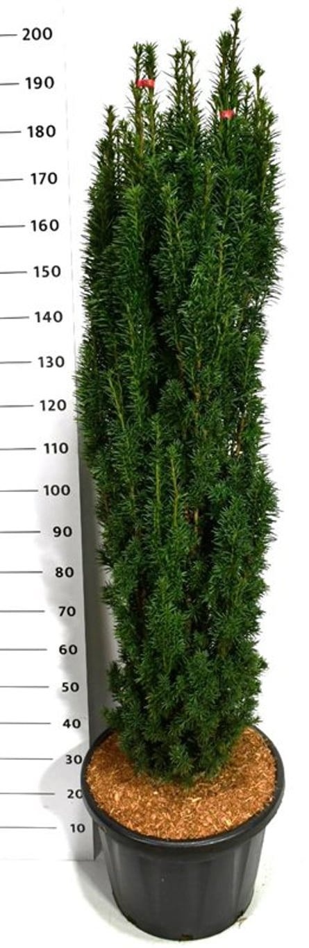 Taxus b. 'Fastigiata Robusta', D 48