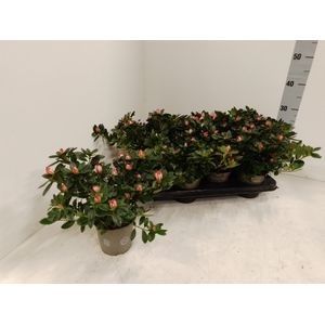 AZALEA P13 Linde de Lo licht roze, D 13