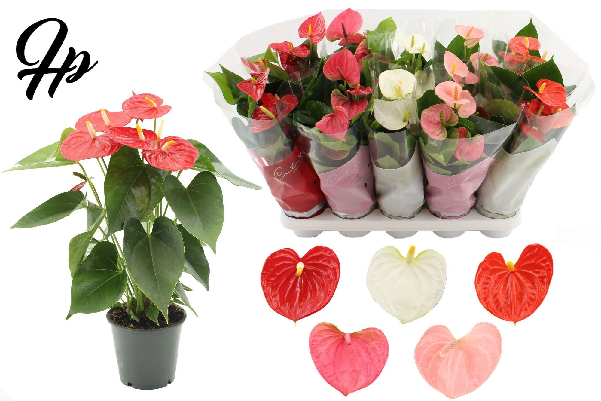 Anthurium 12 cm - 5 color mix in Couture sleeve, D 12