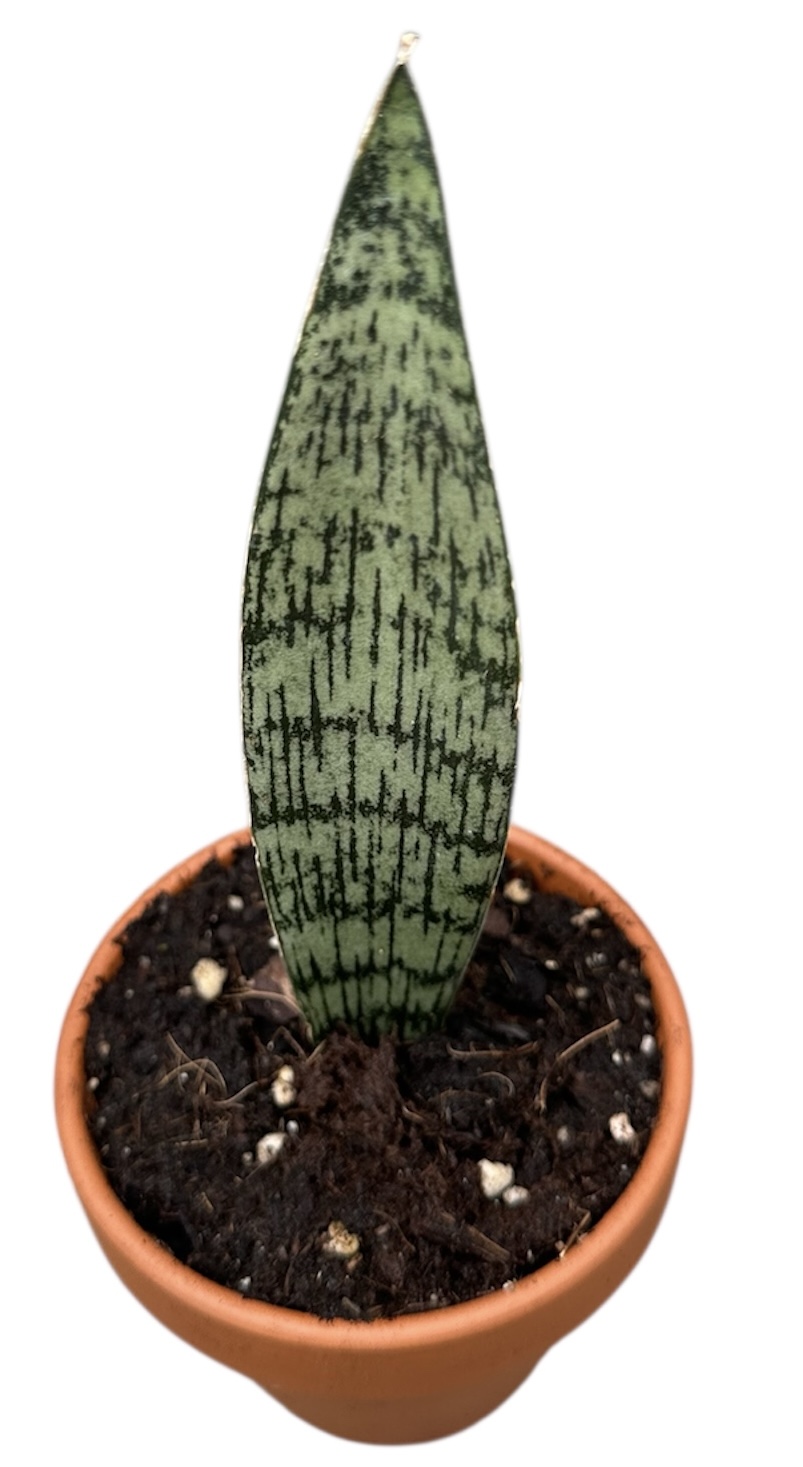 Sansevieria Everest, D 8