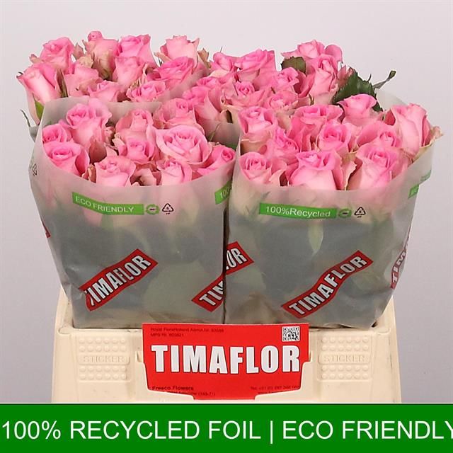 Роза од. Ривайвел 40, шт.