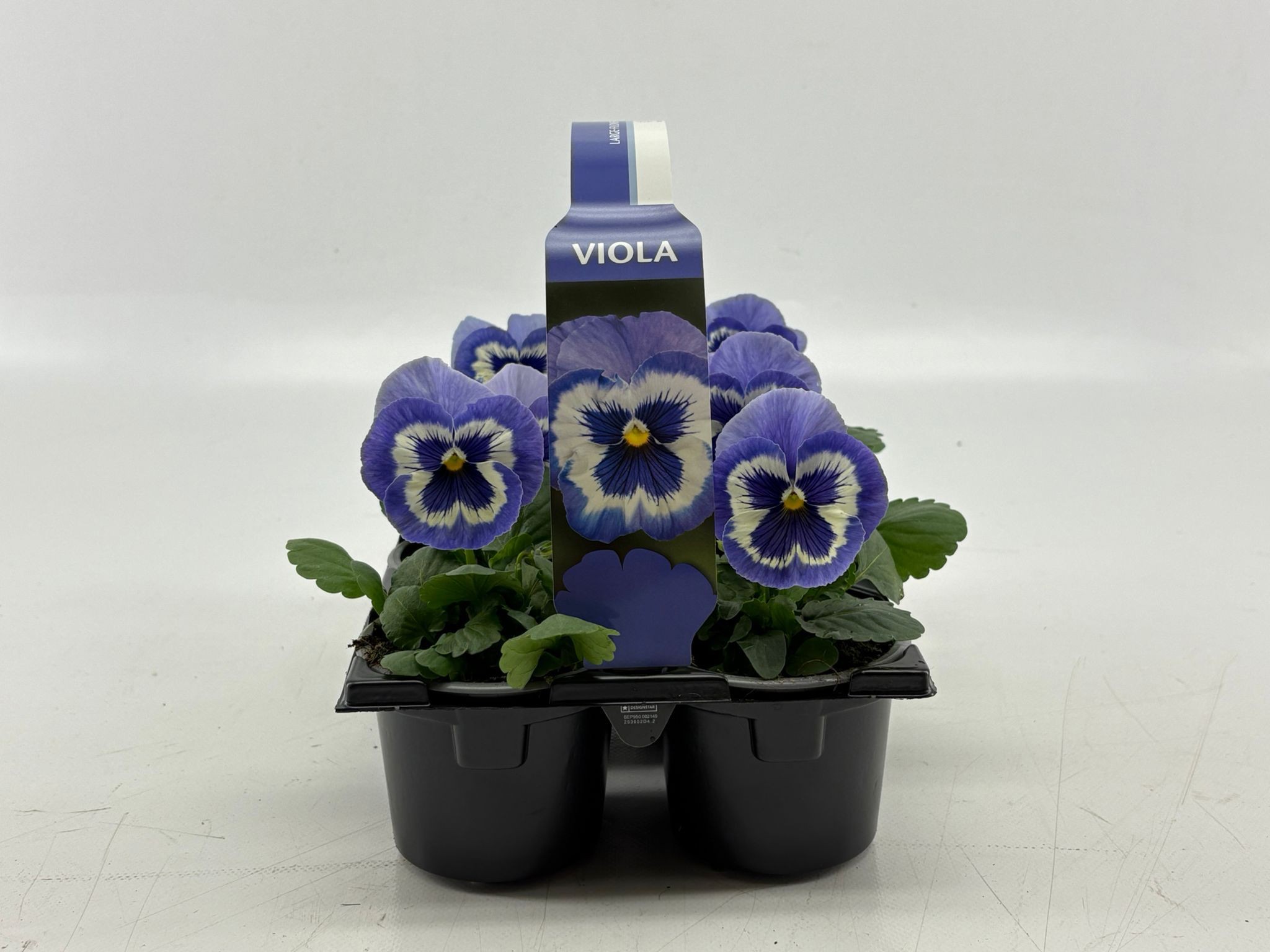 Sixpack Viola F1 Marina, D 9 cm Sixpack Viola F1 Marina, D 9 cm