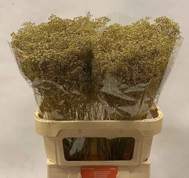 Гипсофила Овериг Крашеная (краш. ) 80, шт.