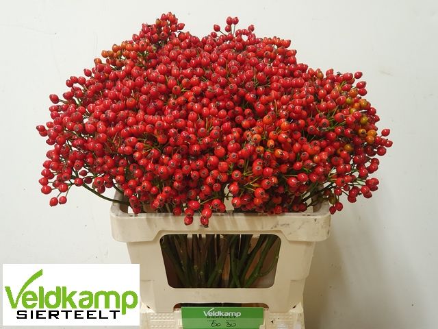 Рузботель Мэджикал Сансет 60, шт.