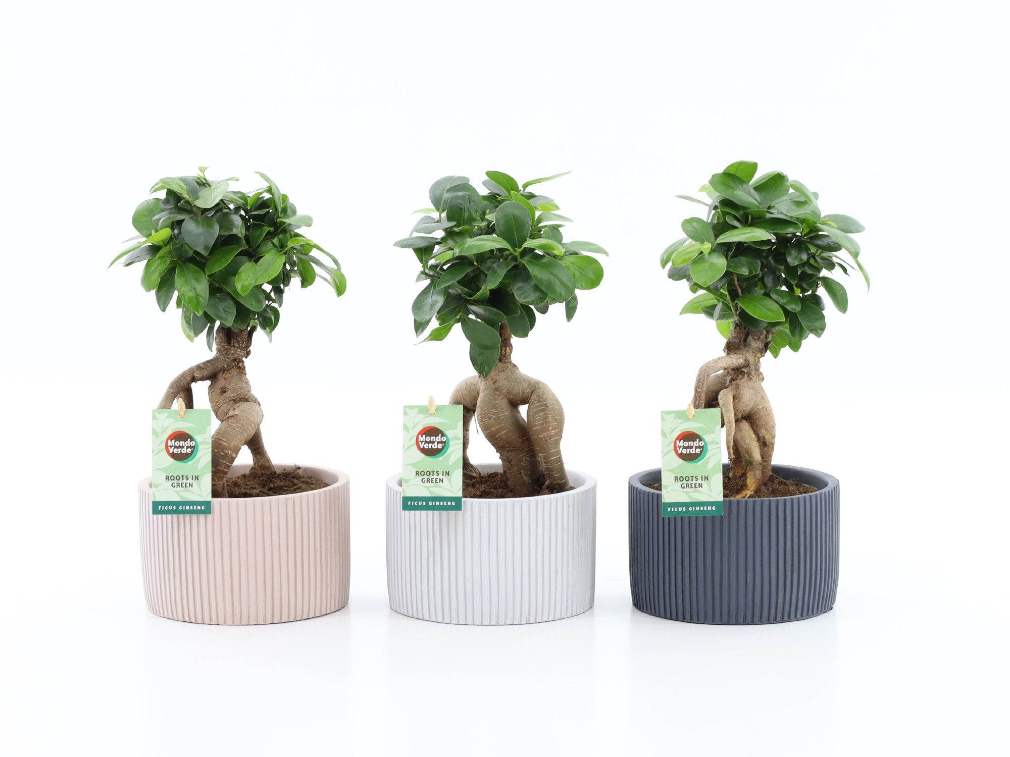 Ficus micr. Ginseng in Pastel Chance, D 15