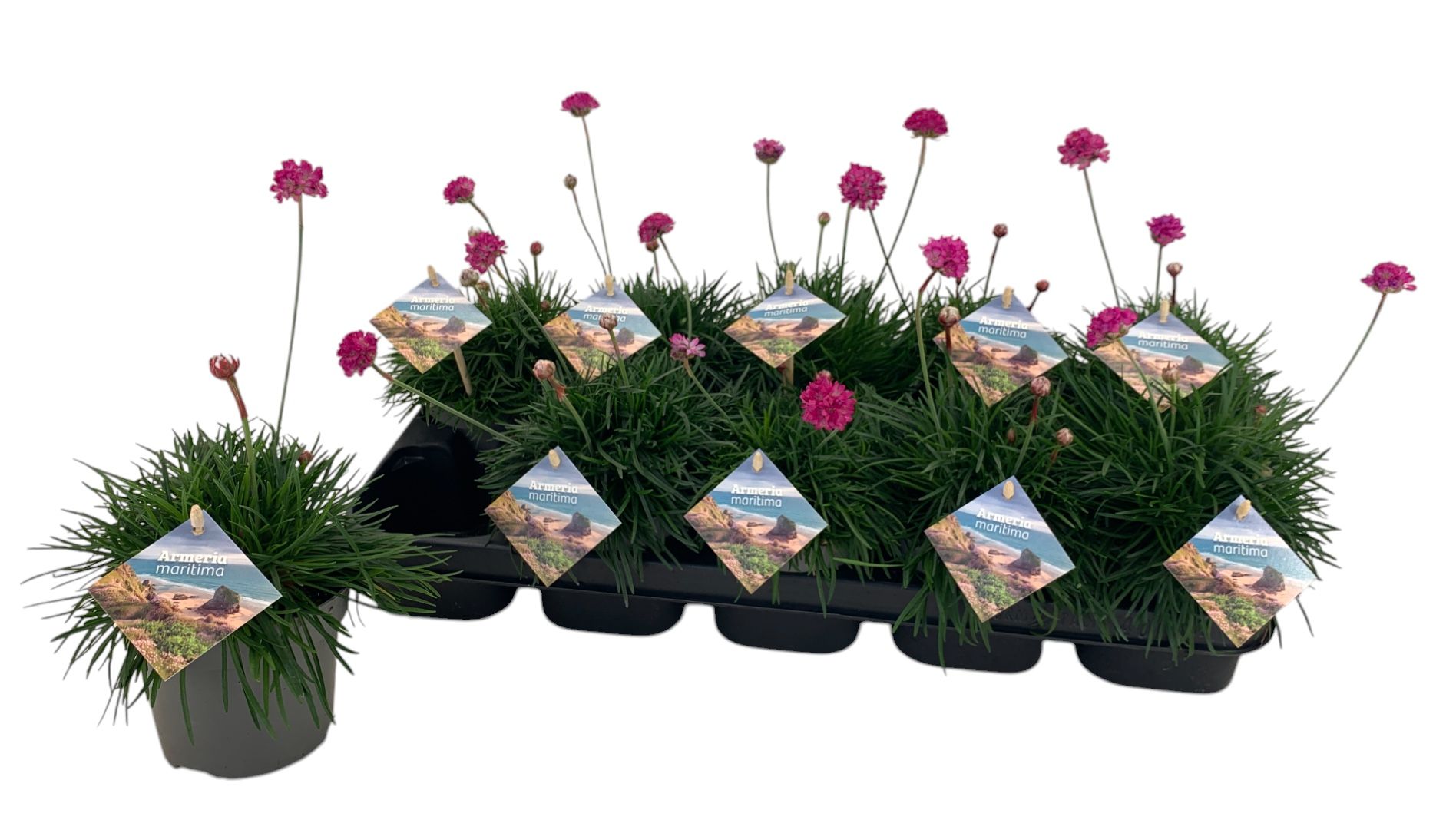 Armeria Maritima roze, D 12
