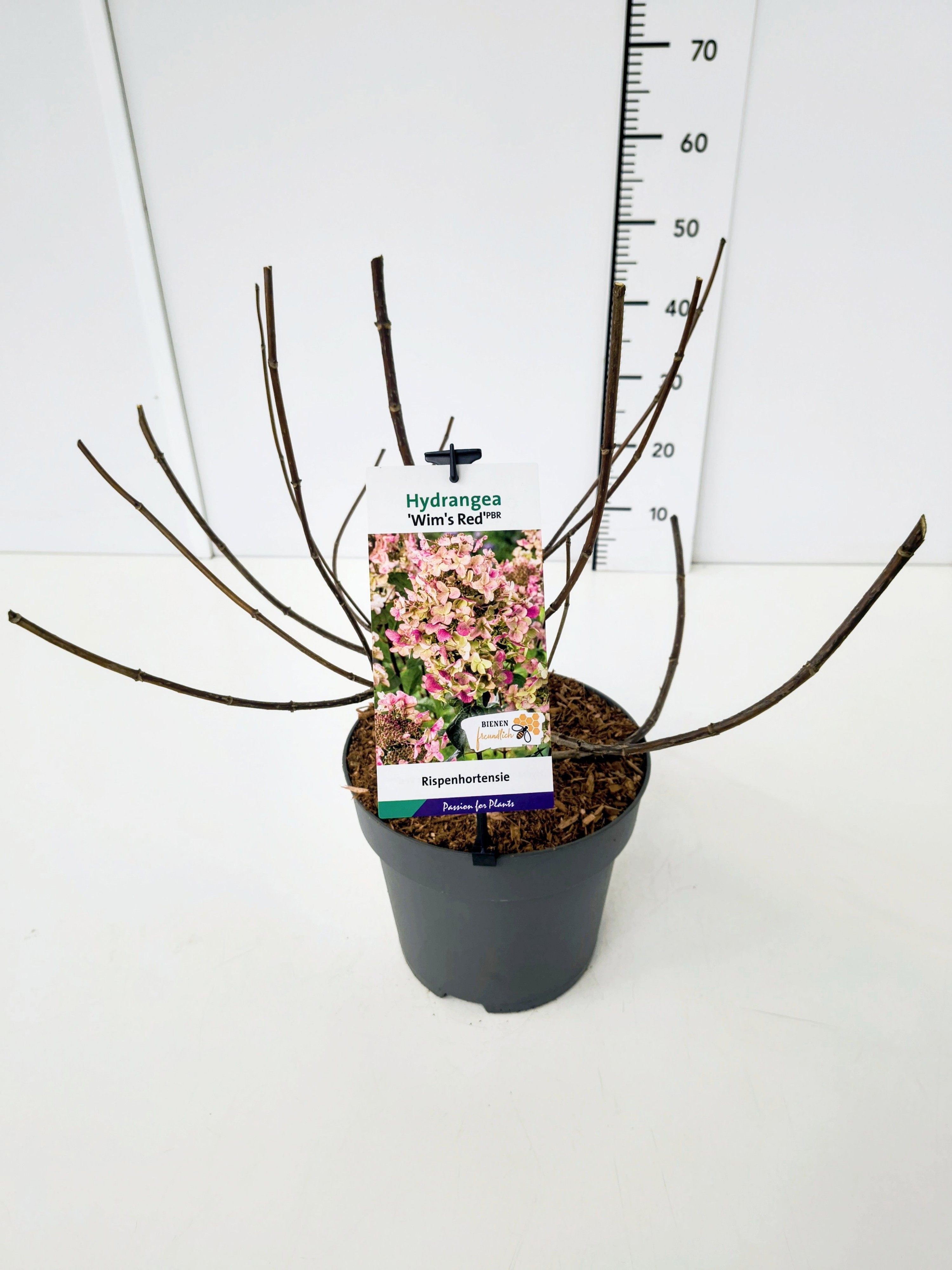 Hydrangea pan. 'Wim's Red' 50-60C7, D 25