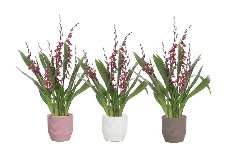 Tirza p12 scores mix Cambria Barrocco Red 5-6T45+ regular, D 12 cm