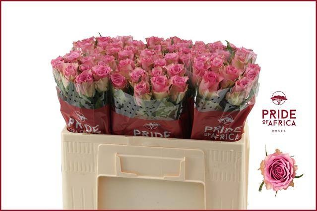 Роза од. Флирт 50, шт.