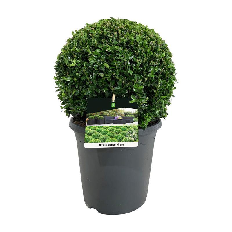 Buxus sempervirens, D 26
