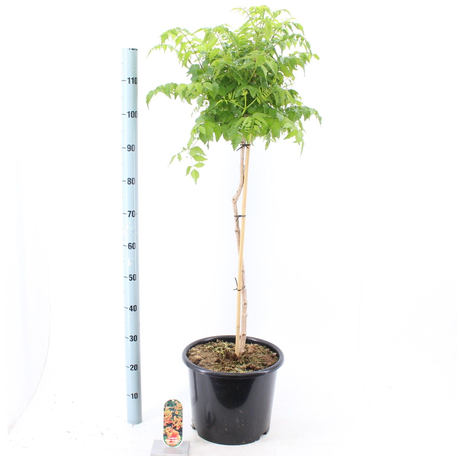 Campsis tagliabuana 'Indian Summer' 80 stam, D 32