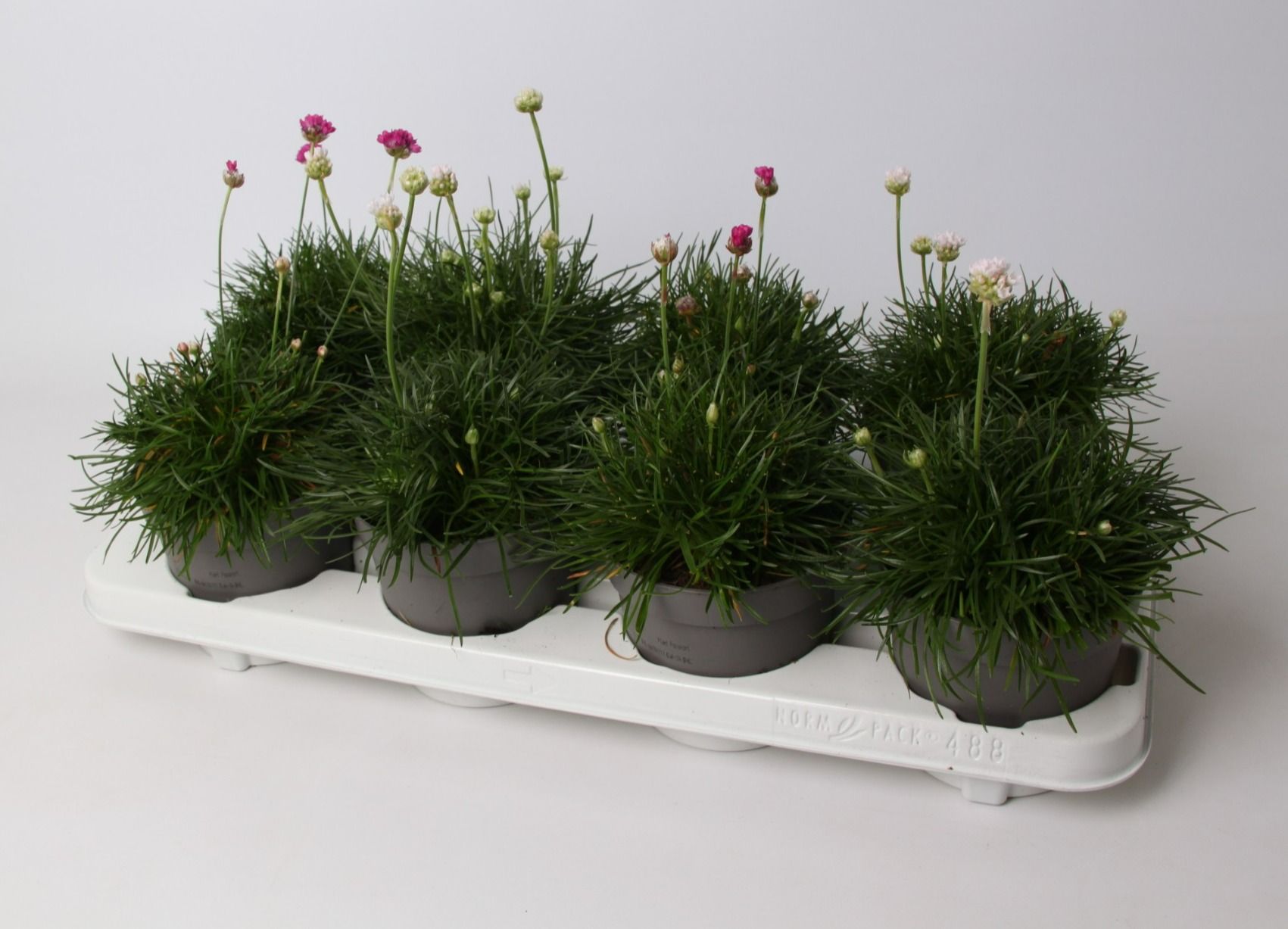 Armeria maritima mix, D 12 cm