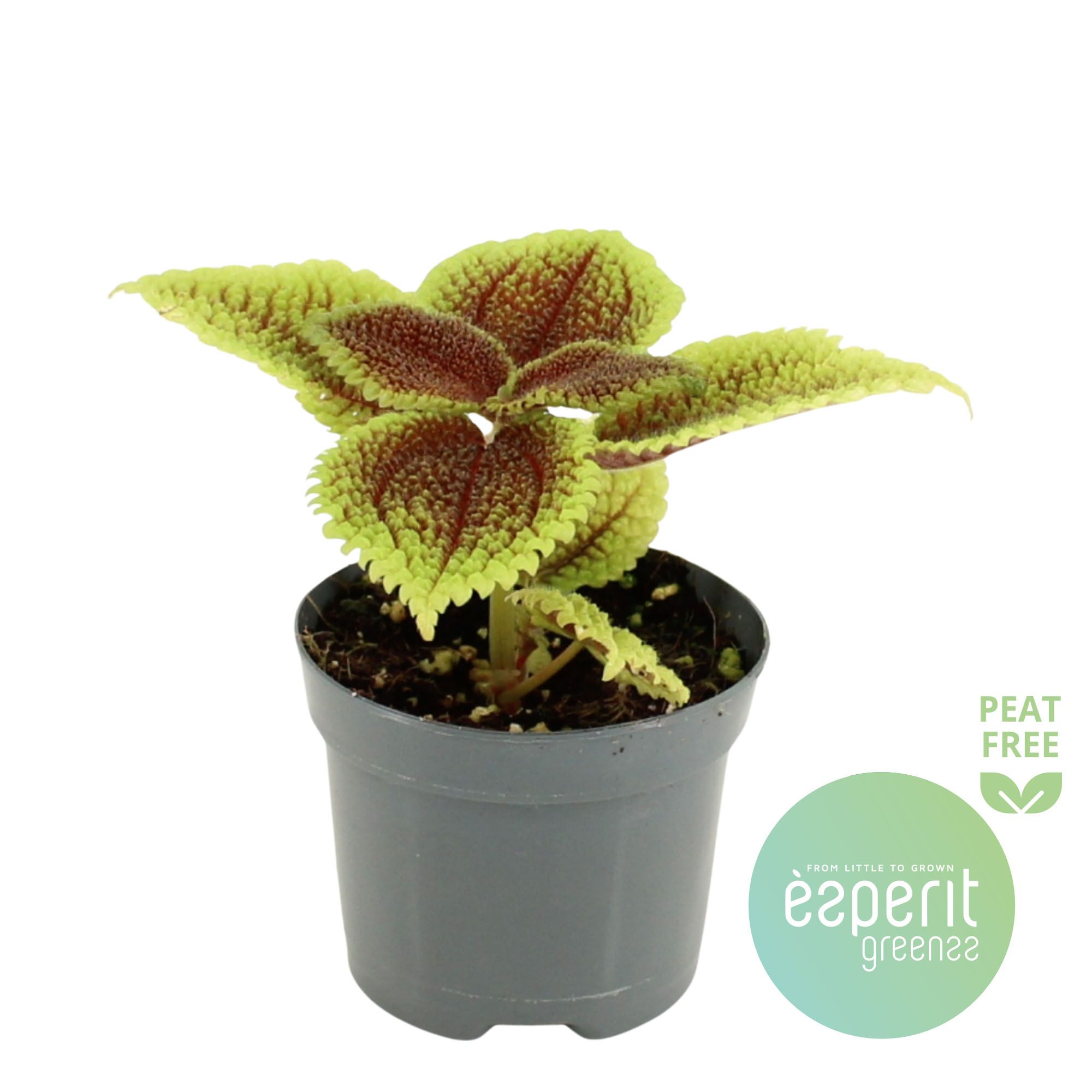 Pilea mollis Moon Valley, D 8,5