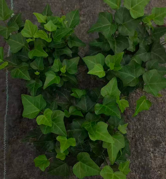 Хедера Грейд А 90 Грин Лиф Айви 9 20