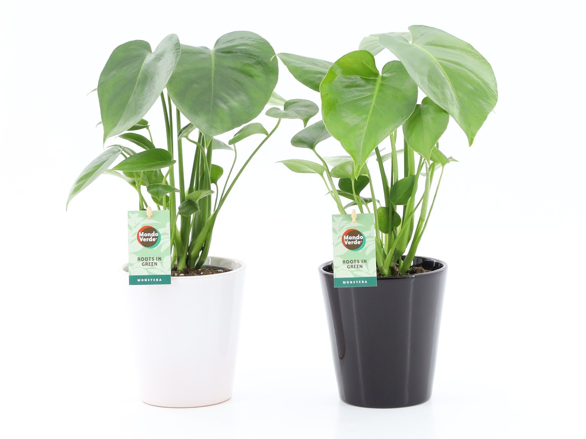 Monstera deliciosa in Zwart-Wit keramiek, D 13