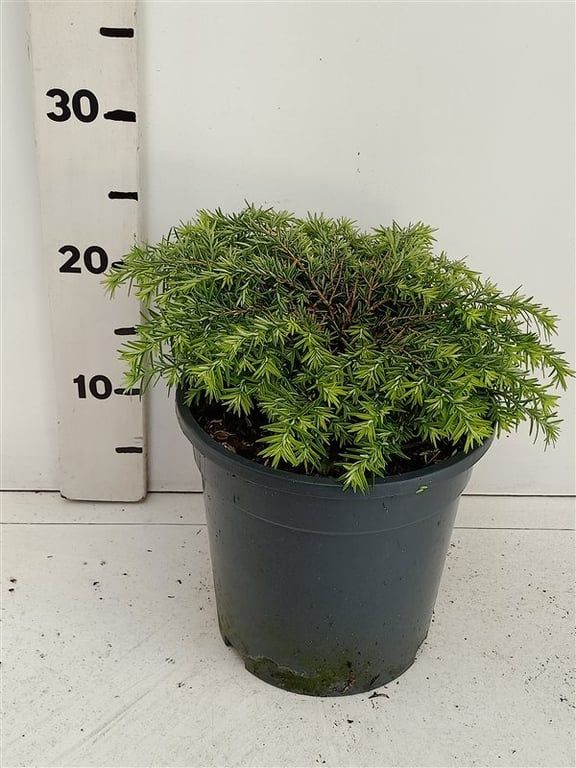 Tsuga can. 'Jeddeloh', D 19 cm