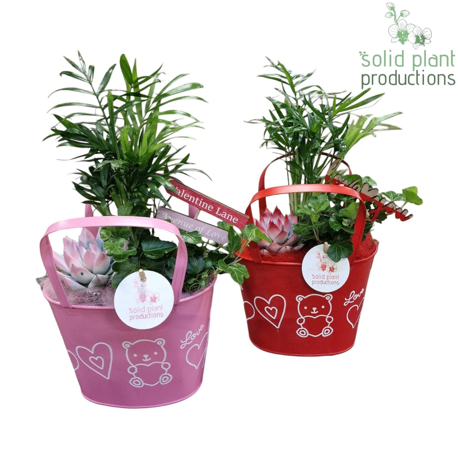 ZVC002 Sandra Red/Pink, D 19