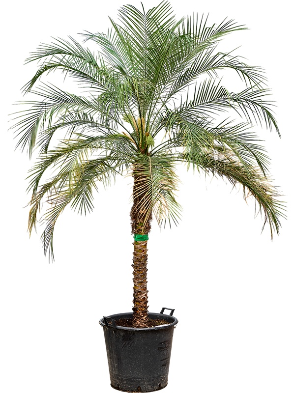 Phoenix roebelenii (230-270), D 55