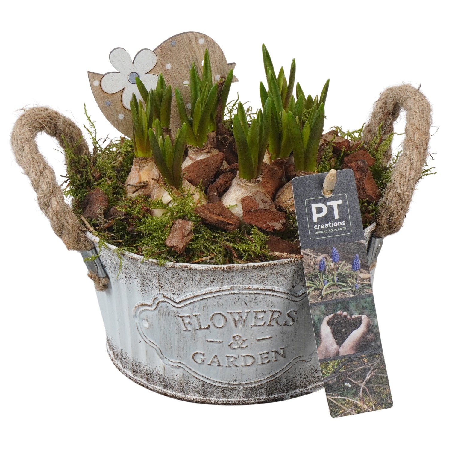 PTMB6164 Arrangement Muscari Blue in zink schaal, D 16