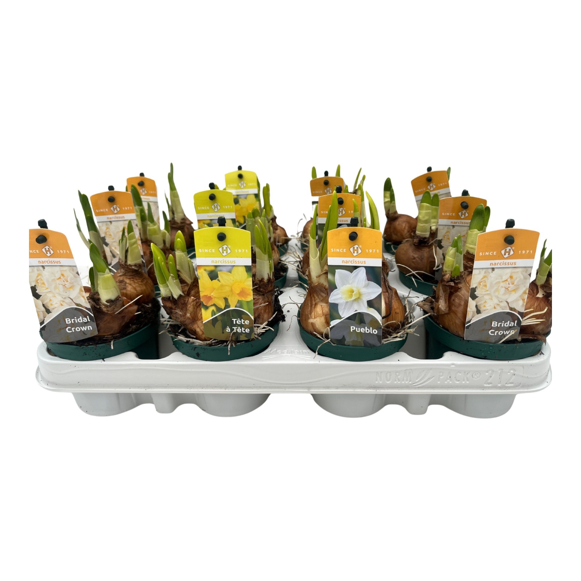 Narcissen Mix Geel/Wit 3 soorten, D 9