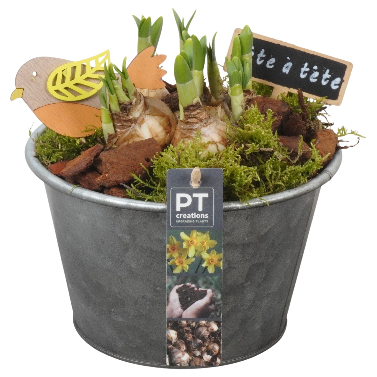 PTN8597 Arrangement Narcissus in zink pot, D 19