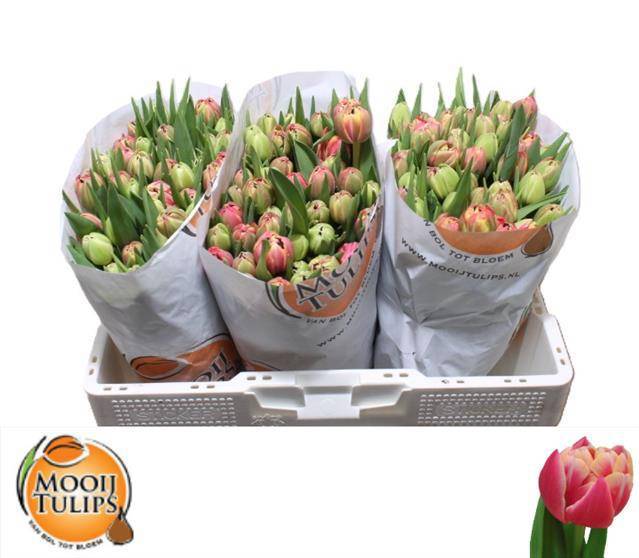 Тюльпан дв. Коламбус, шт. Тюльпан дв. Коламбус, шт.