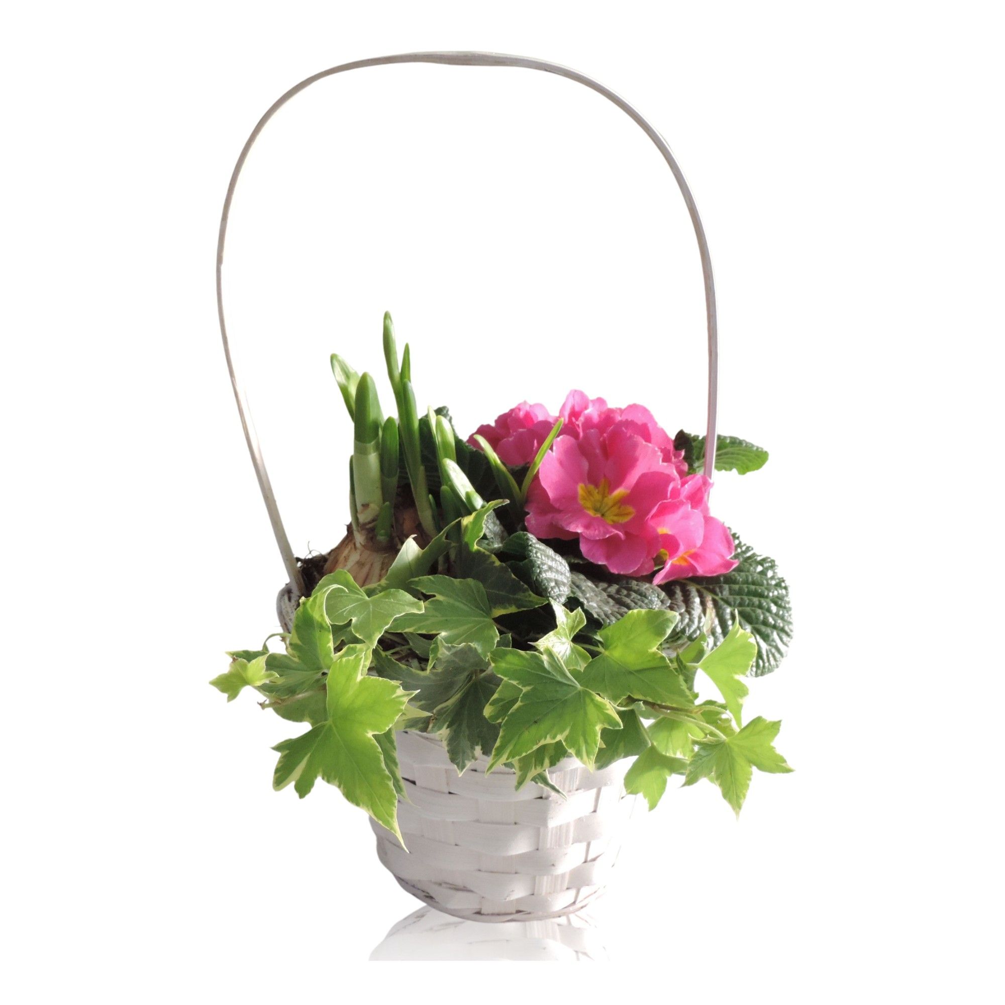 Jakarta Early Spring Specials Arrangement Narcis in mand 13 cm met hengsel, D 13